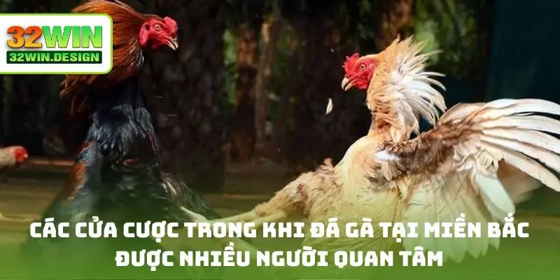 Các cửa cược trong khi đá gà tại miền Bắc được nhiều người quan tâm
