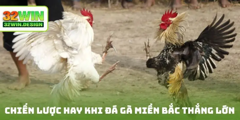 Chiến lược hay khi đá gà miền Bắc thắng lớn