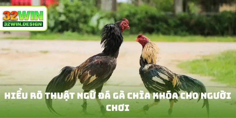 Hiểu rõ thuật ngữ đá gà chìa khóa cho người chơi