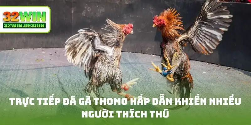 Trực tiếp đá gà Thomo hấp dẫn khiến nhiều người thích thú