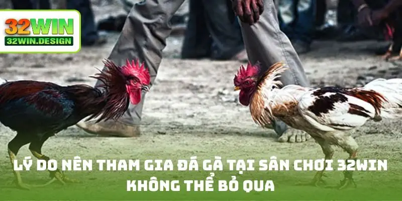 Lý do nên tham gia đá gà tại sân chơi 32Win không thể bỏ qua