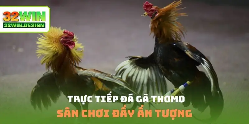 Trực tiếp đá gà Thomo